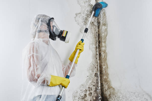 Reliable Rockton, IL Mold Remediation Solutions